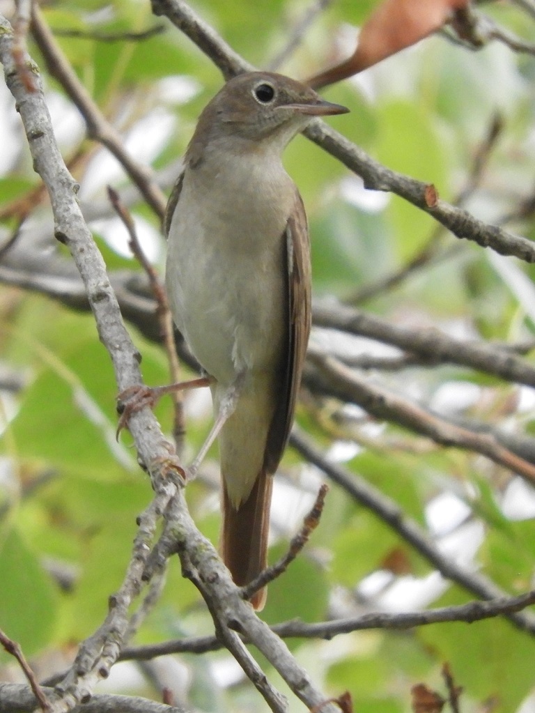 Pigliamosche ...  No, Usignolo (Luscinia megarhynchos)